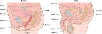 Anatomy of male and female urogenital tracts