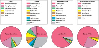 Major microbial populations in body sites