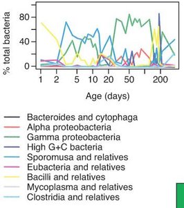 Nursing infant microflora