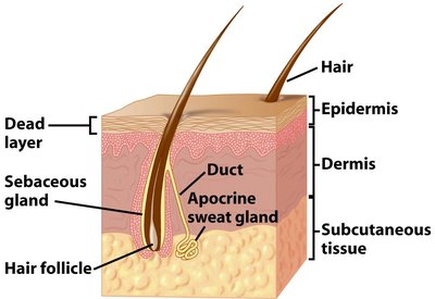 Structure of human skin and sweat glands