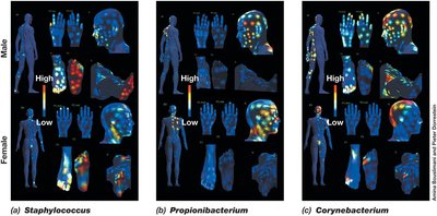 Distribution of Staphylococcus, Propionibacterium, and Corynebacterium on the skin