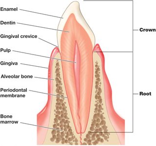 Structure of a tooth