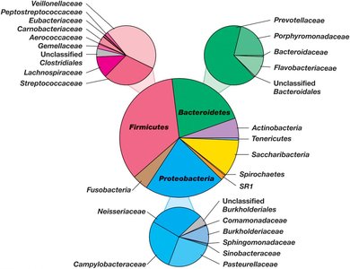 Bacterial diversity of saliva