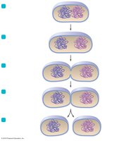 Diagram of binary fission in prokaryotes