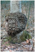 Crown gall tumor on tree caused by Agrobacterium