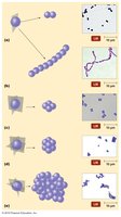 Diagram of cocci arrangements