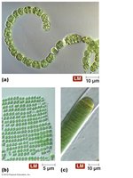 Light micrographs of cyanobacteria