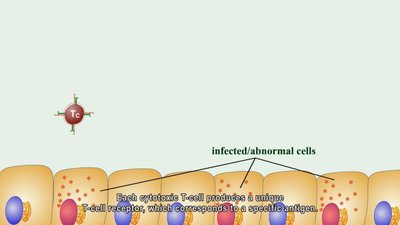 Cytotoxic T cell targeting infected cells