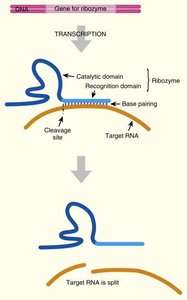 Ribozyme mechanism diagram