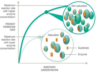 Effect of substrate concentration on enzyme activity
