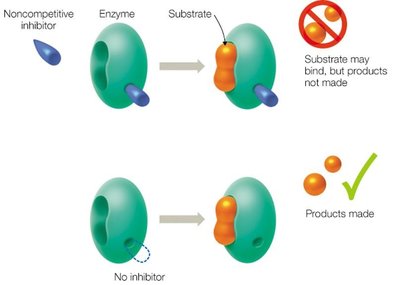 Noncompetitive inhibition diagram