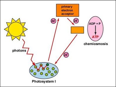 Photophosphorylation diagram