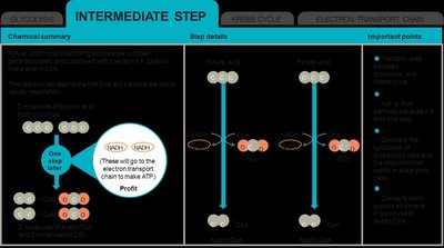 Intermediate step of cellular respiration