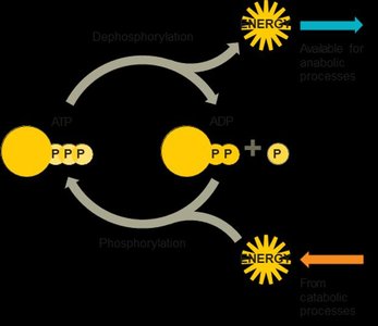 ATP-ADP cycling diagram
