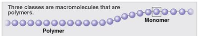 Polymer and monomer structure