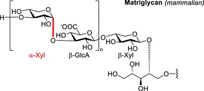 Matriglycan structure