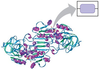 Protein structure and amino acid monomer