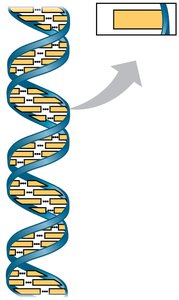 DNA structure and nucleotide monomer