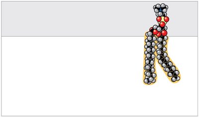 Lipid structure