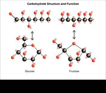 Carbohydrate structure and function