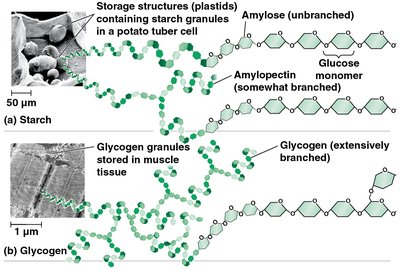 Starch and glycogen structure