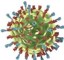 Mumps virus illustration