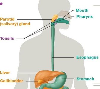 Upper GI tract diagram