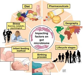 Factors impacting gut microbiome