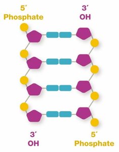 Antiparallel DNA strands with 5' and 3' ends