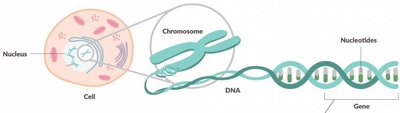 Cell, chromosome, DNA, gene, nucleotide structure