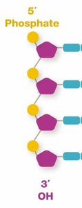 DNA replication fork with leading and lagging strands