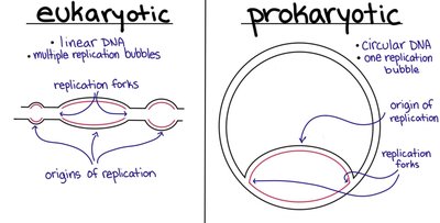 Comparison of eukaryotic and prokaryotic DNA replication