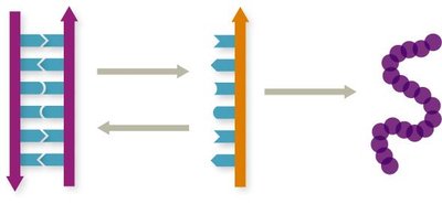 Central dogma: DNA to RNA to protein, with reverse transcription