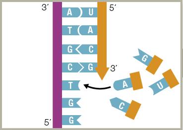 Overview of transcription: initiation, elongation, termination