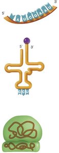 Three main types of RNA: mRNA, tRNA, rRNA