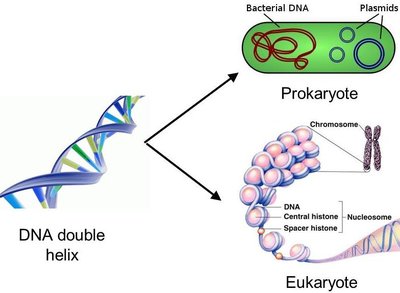 Comparison of prokaryotic and eukaryotic genome organization