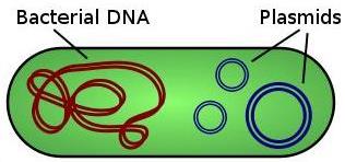 Bacterial DNA and plasmids