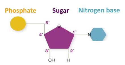 Nucleotide structure: phosphate, sugar, nitrogen base