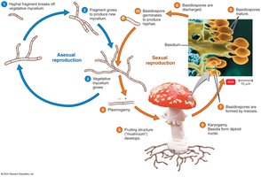 Generalized life cycle of a Basidiomycete