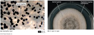 Aerial and vegetative hyphae in Aspergillus niger