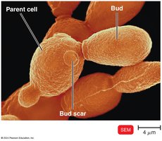 Budding yeast with parent cell, bud, and bud scar