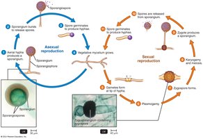 Life cycle of Rhizopus, a Mucoromycete
