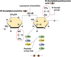 Structure of pseudomurein