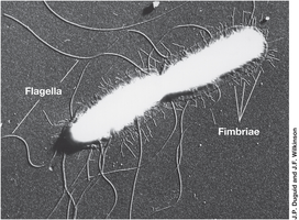 Flagella and fimbriae on bacterial cell