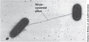 Virus-covered pilus