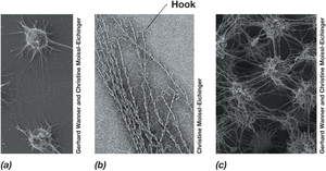 Hami structures in archaea