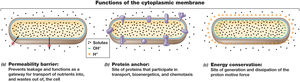 Functions of the cytoplasmic membrane