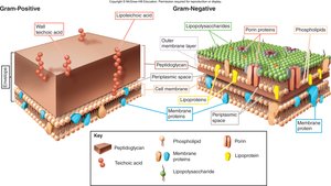 Structural differences between Gram-positive and Gram-negative cell walls