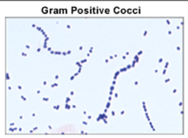 Gram Positive Cocci