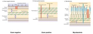Alternative cell wall configurations